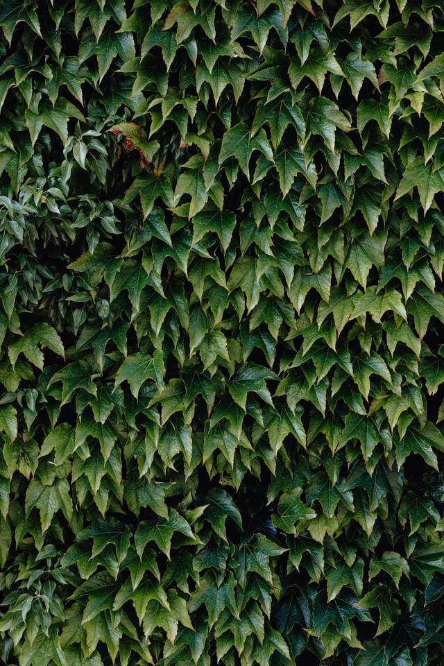 Gleichmäßige Efeuwand